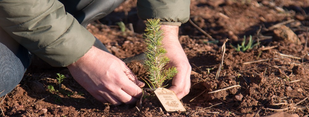Grünenthal employees and their families planting trees in Chile as part of the #TreesForOurPlanet reforestation project initiated by Grünenthal