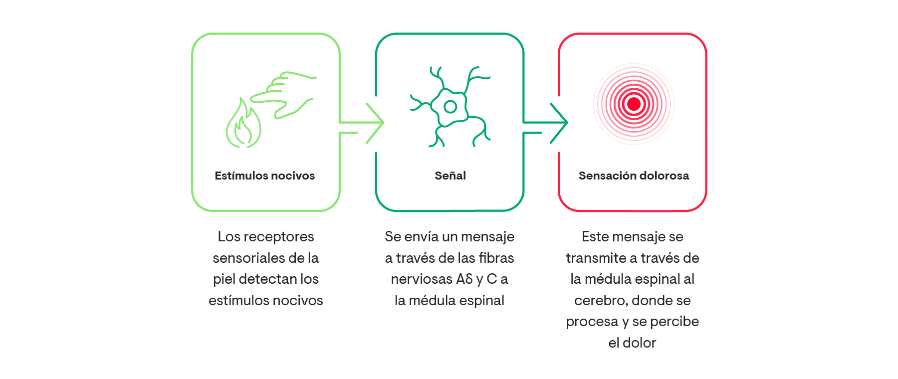 Estímulos dañinos Señal Se siente dolor